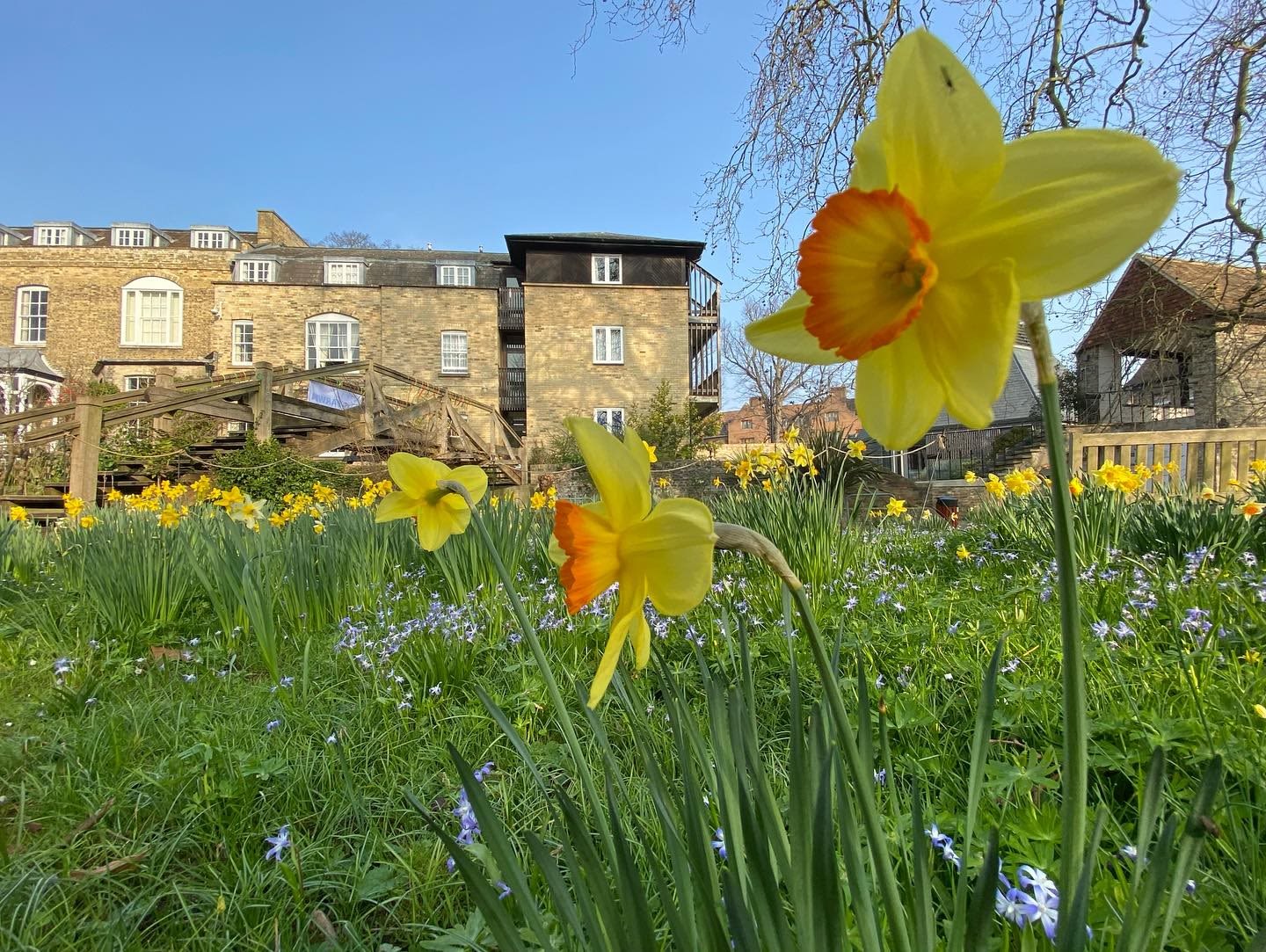 Daffodils - Darwin College