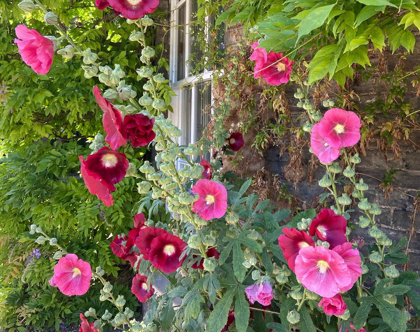 Flowers in the Gardens