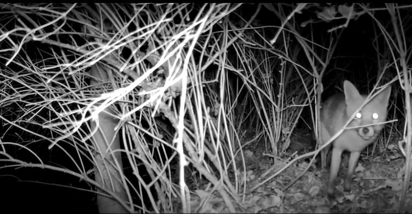 Fox at night